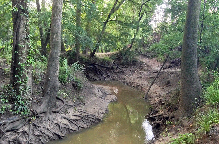 Planean Tirar Arboles Para Controlar Inundaciones