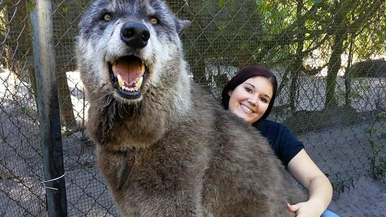 Aunque Usted no lo Crea Existe, Este Lobo Gigante