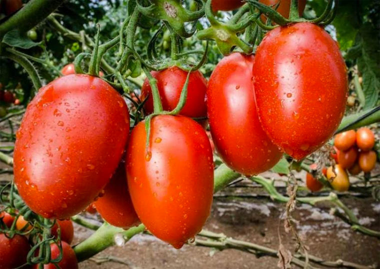 Agárrese por que el Tomate le va a Costar más Caro