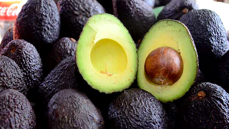 EEUU y México Acuerdan Plan Para Liberar Exportación de Aguacate