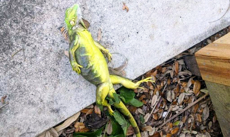 Advierten que en Florida te Pueden Caer Iguanas en la Cabeza