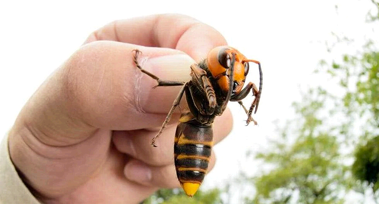 Plaga Llega a Estados Unidos