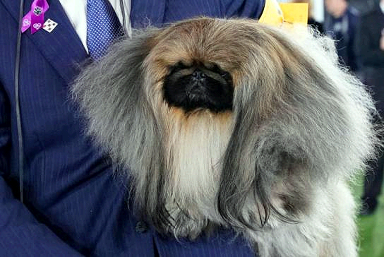 Wasabi es el Perro más Guapo