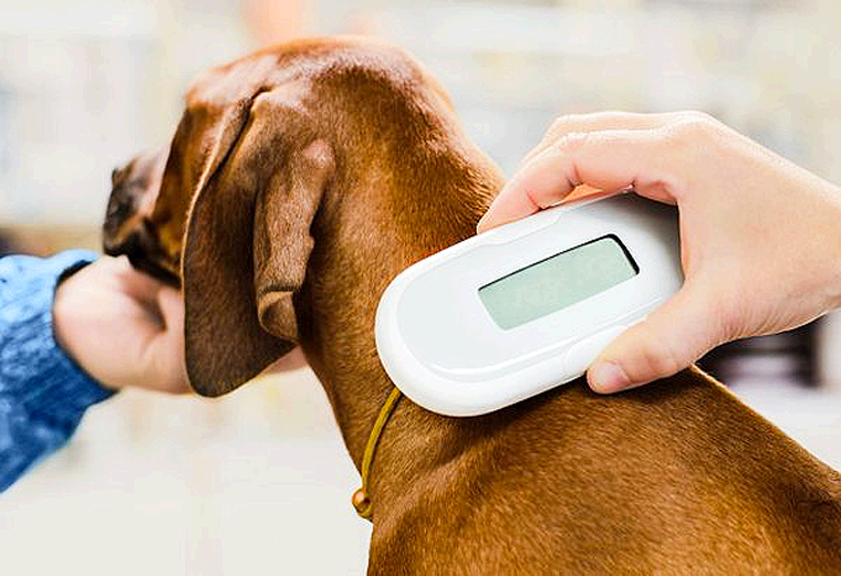 A partir del Miércoles Mascotas Deberán Portar un Microchip en houston